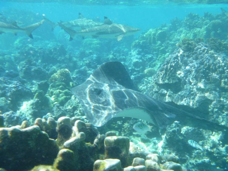 Green Lodge Moorea Temae Eksteriør billede